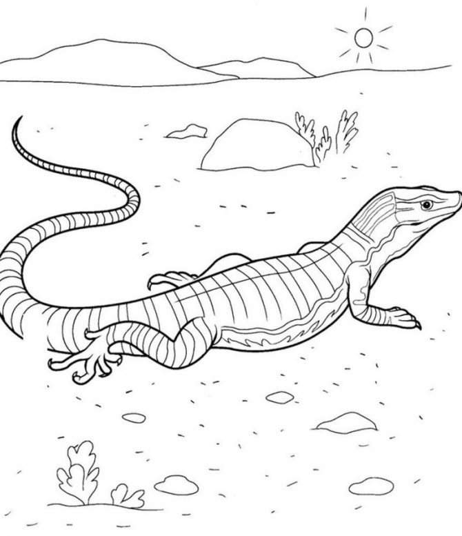 And this sketch of a monitor lizard for a tattoo on a large surface of the body