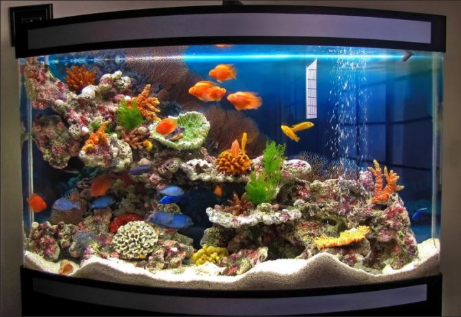aquarium in the apartment