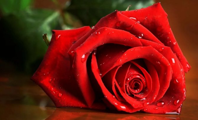 Scarlet rose to attract love