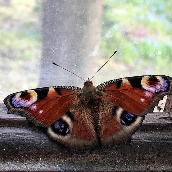 butterfly on the window