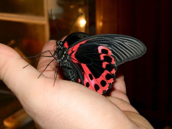 бабочка на руке