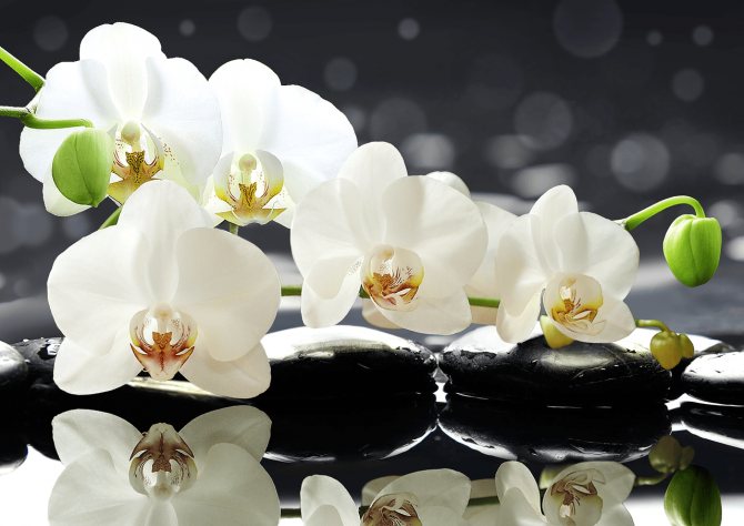 белые цветки - символ любви