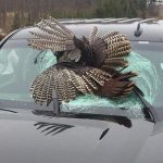Что означает сбить птицу на машине
