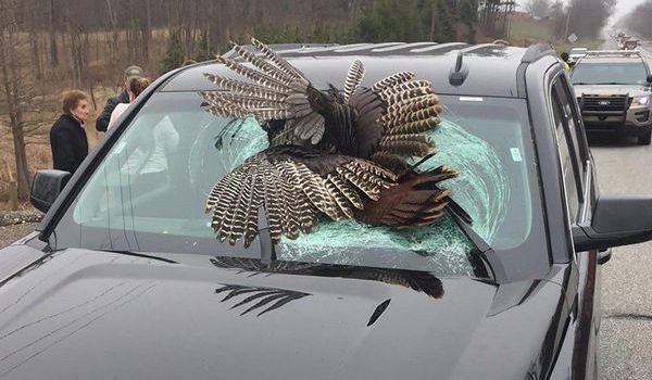 What does it mean to hit a bird with a car?