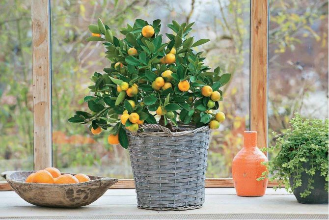 Citrus trees according to feng shui