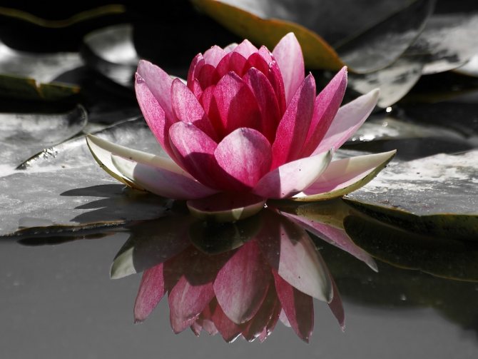 Lotus flower meaning