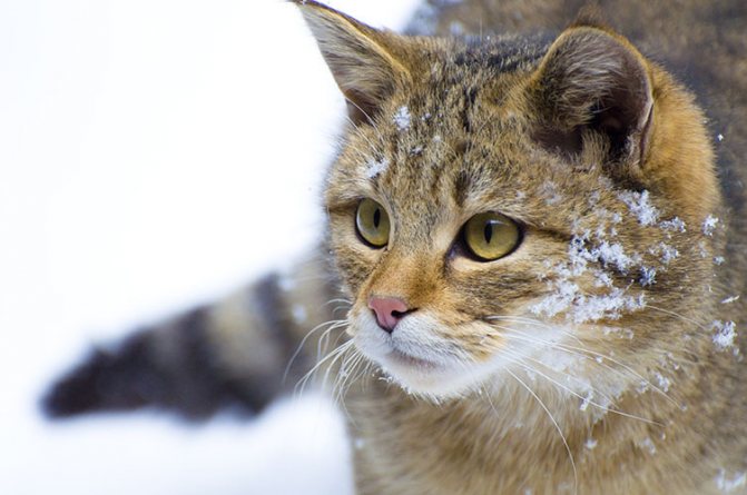 wild forest cat in the snow in winter