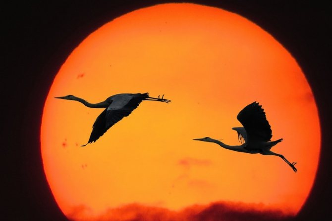 Two herons in flight according to feng shui