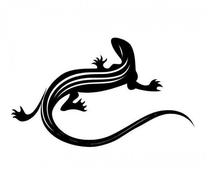 Эскиз для тату в виде состоящей из полос саламандры