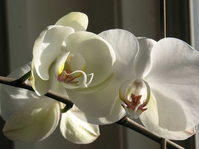 &quot;Phalaenopsis&quot; is the easiest indoor orchid to maintain, which can bloom with virtually no rest.