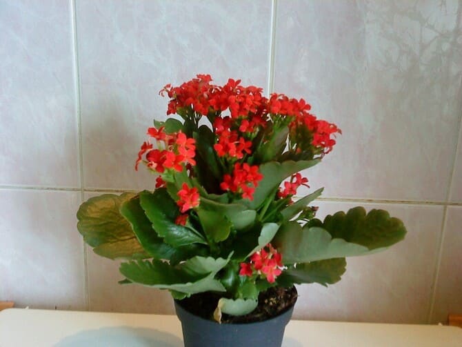Photo of Kalanchoe against the wall