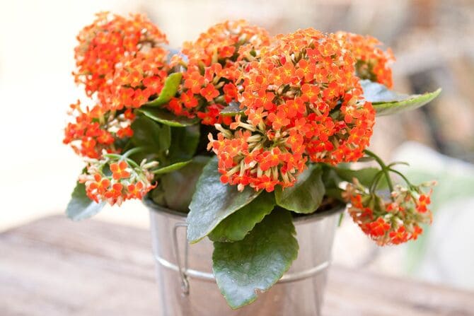 Photo of Kalanchoe in a bucket