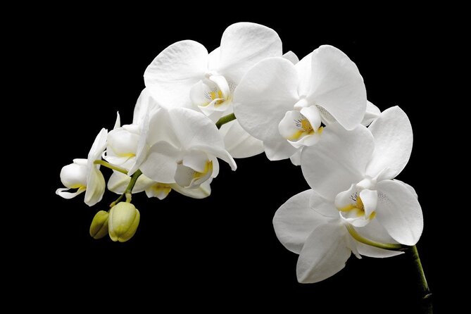 Фото орхидеи на черном фоне