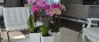 Фото орхидеи в доме