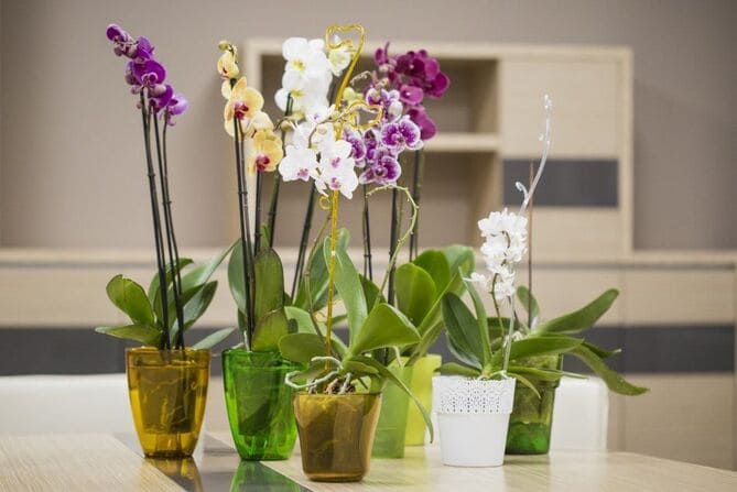 Фото орхидей на столе