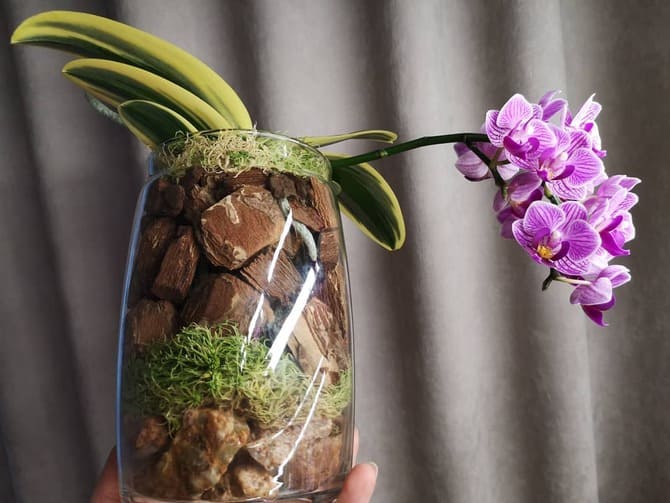 Фото подарка из орхидеи