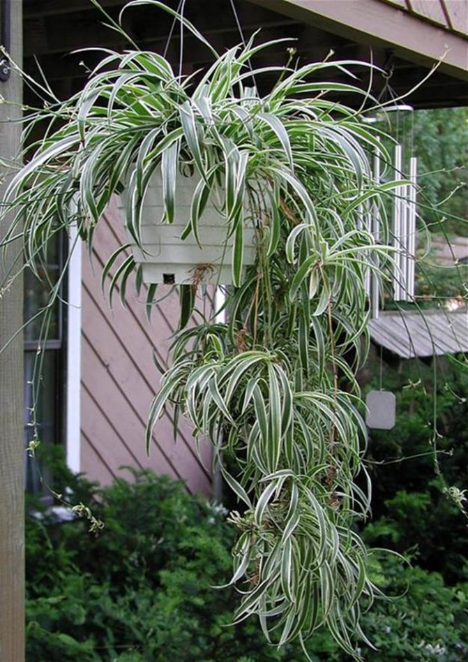 Chlorophytum variegata