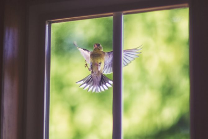 к чему птица бьется в окно