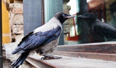 Why is the raven knocking on the window? All the signs associated with this mystical bird 