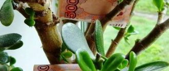 как посадить денежное дерево и привлечь деньги