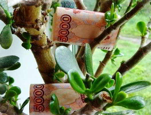 как посадить денежное дерево и привлечь деньги