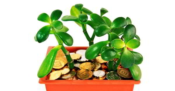 как правильно посадить денежное дерево чтобы в доме водились деньги