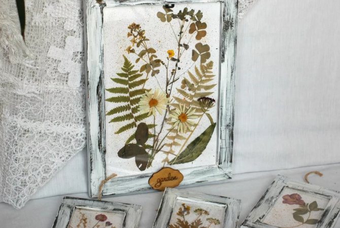 how to make a herbarium photo