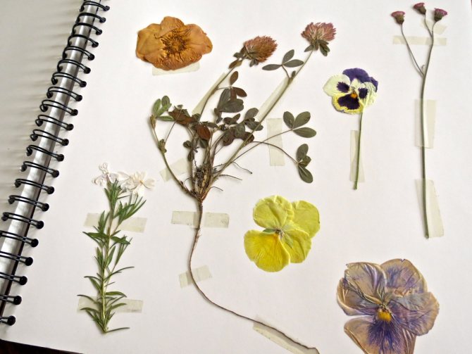 how to make a herbarium