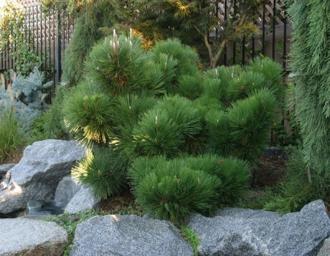 Cardikova pine