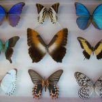 коллекционер бабочек как называется