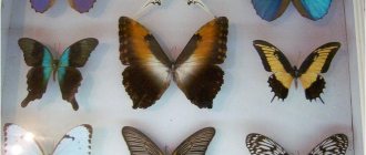 коллекционер бабочек как называется