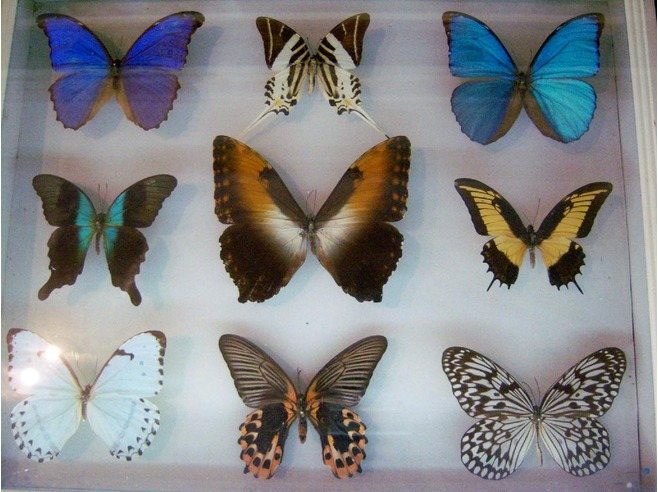 what is the butterfly collector called?
