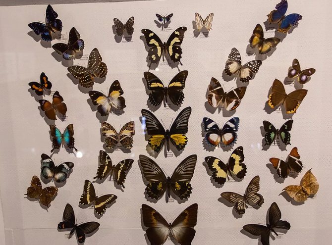 DIY butterfly collection