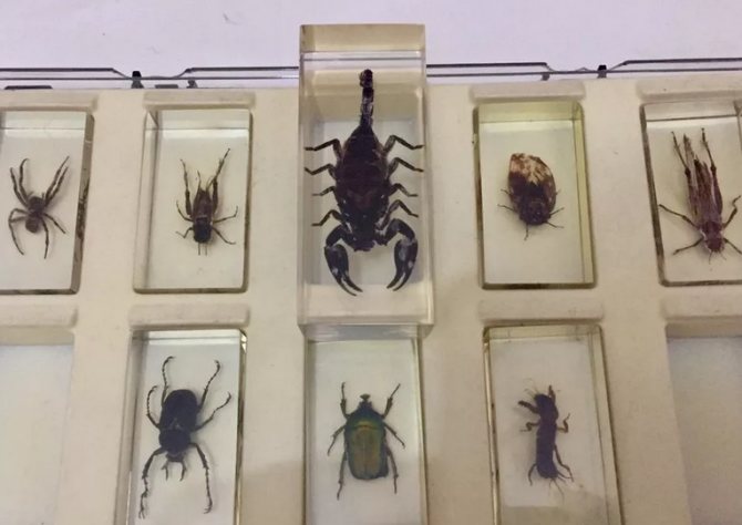Collection of insects in glass