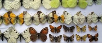 Коллекция засушенных насекомых, бабочек