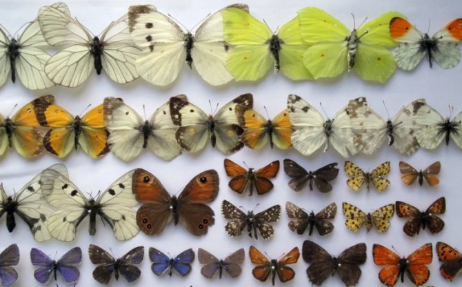 Коллекция засушенных насекомых, бабочек