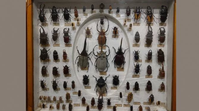 DIY beetle collection