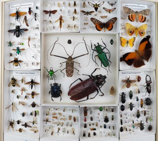 DIY beetle collection