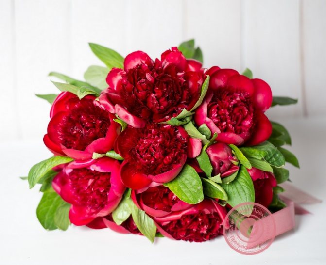 Red peonies - feng shui meaning