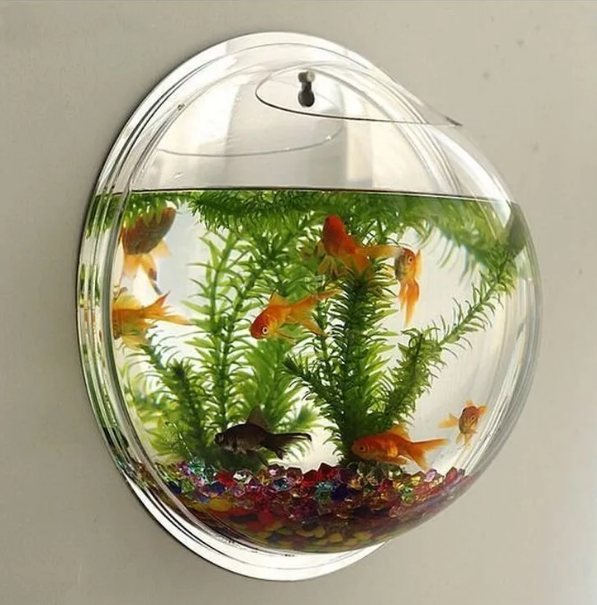 Круглый аквариум с золотыми рыбками