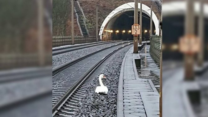Swan fidelity stops trains. Why do birds grieve for their dead partners | Image 1 