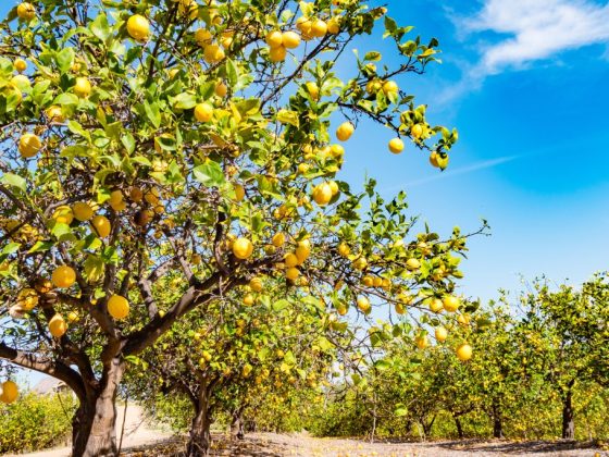 Лимонное дерево для тяги к знаниям