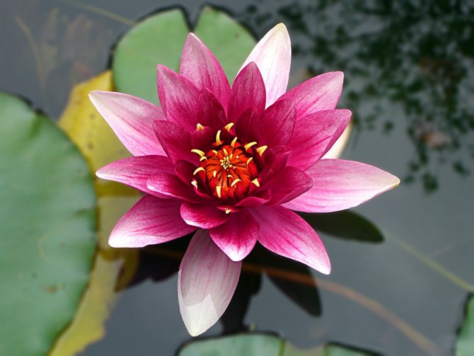 Lotus plant description