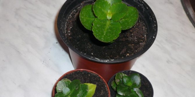 Young Kalanchoe seedlings in pots after transplantation