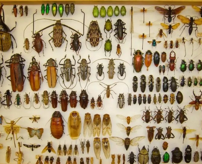 A real state collection of insects collected by scientists