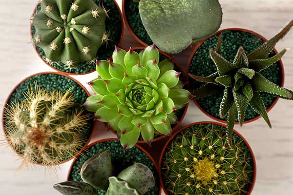A little about cacti