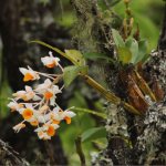 орхидеи в дикой природе