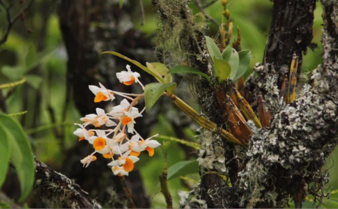 орхидеи в дикой природе