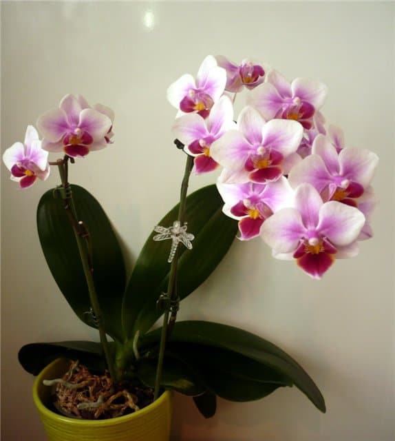 орхидея - символ счастья в доме
