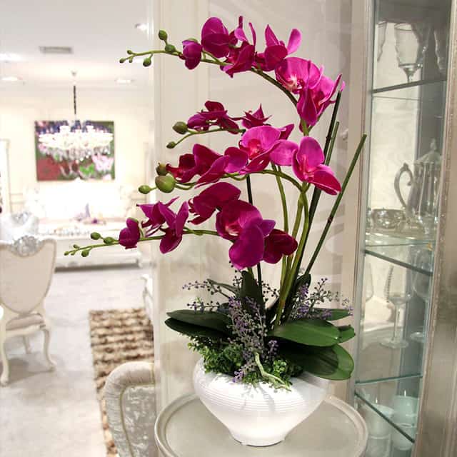 the orchid must be placed correctly in the home